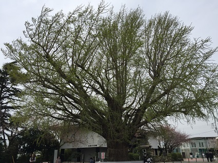 160410icho.jpg